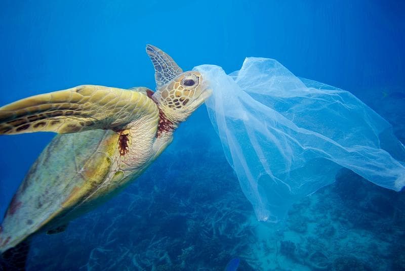 Protéger la Méditerranée avec le voilier du WWF France : le Blue Panda