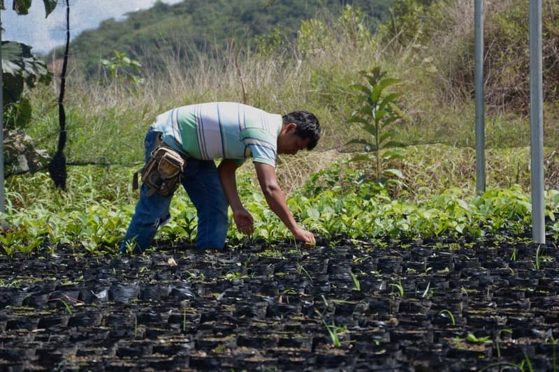 Préserver les forêts et les abeilles des Yungas (Bolivie)